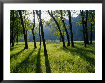 A Small Cemetery Located Among A Grove Of Trees by Raymond Gehman Pricing Limited Edition Print image