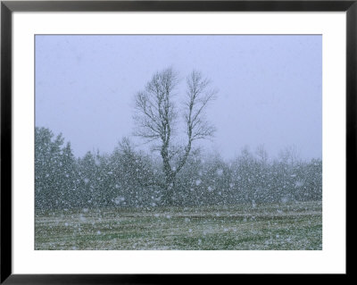 Gentle Falling Snow In A Field With A Forest Backdrop by Bill Curtsinger Pricing Limited Edition Print image
