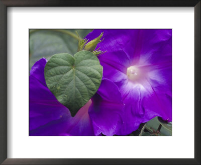 Morning Glory Vine, Maui, Hawaii, Usa by Julie Eggers Pricing Limited Edition Print image