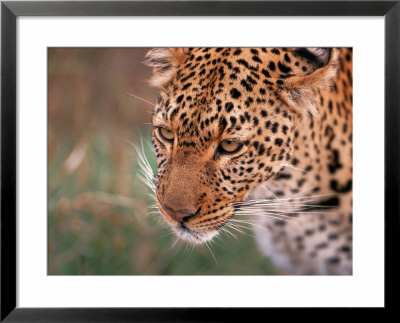 Samburu Leopard, Kenya by Dee Ann Pederson Pricing Limited Edition Print image