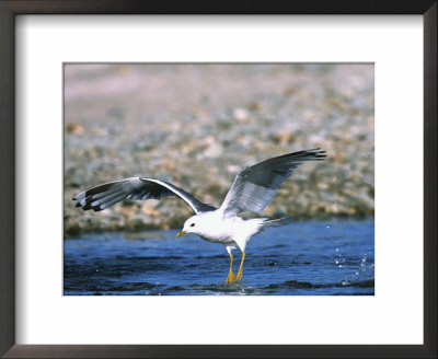 Mew Gull Flying, Alaska, Usa by Charles Sleicher Pricing Limited Edition Print image