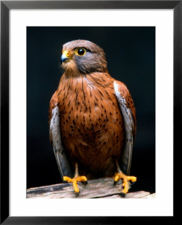 Rock Kestrel Portrait, Cape Town, South Africa by Claudia Adams Pricing Limited Edition Print image