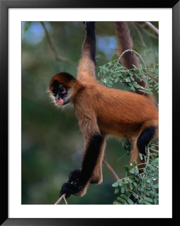 Young Spider Monkey Hanging From Tree In The Curu Biological Reserve, San Jose, Costa Rica by Ralph Lee Hopkins Pricing Limited Edition Print image