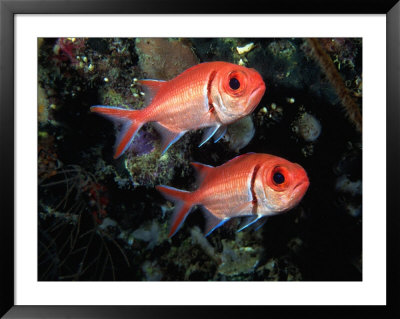 Blackbar Soldierfish (Myripristis Jacobus), Tarou, Dominica by Michael Lawrence Pricing Limited Edition Print image