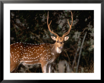 Spotted Axis Deer (Axis Axis) Or Chital, Ranthambhore National Park, Rajasthan, India by Lawrence Worcester Pricing Limited Edition Print image