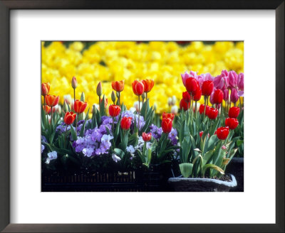 Tulip Display Garden In Skagit County, Washington, Usa by William Sutton Pricing Limited Edition Print image