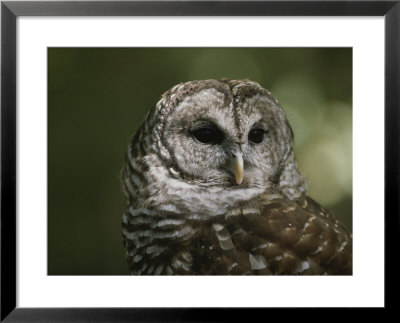 A Close View Of The Head Of A Barred Owl, Strix Varia by Bates Littlehales Pricing Limited Edition Print image