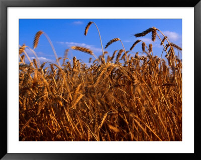 Crop Of Hard Winter Red, Wheat For The Flour Mill In Lyons, South Carolina, Usa by Oliver Strewe Pricing Limited Edition Print image