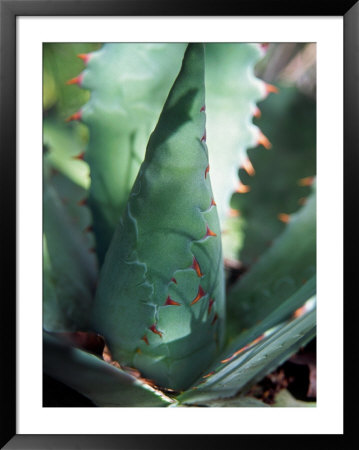 Tobala Agave, Guelatao, Oaxaca, Mexico by Igal Judisman Pricing Limited Edition Print image