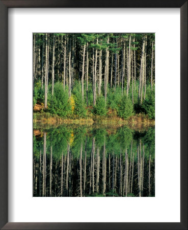 Eastern White Pines In Meadow Lake, Headwaters To The Lamprey River, New Hampshire, Usa by Jerry & Marcy Monkman Pricing Limited Edition Print image
