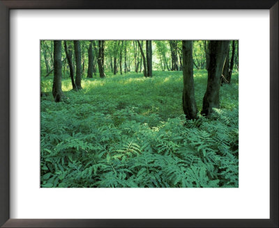 Sensitive Ferns And Silver Maples, Floodplain Forest, Upper Merrimack River, New Hampshire, Usa by Jerry & Marcy Monkman Pricing Limited Edition Print image