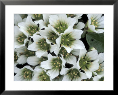 Flower, St. Paul Island, Alaska, Usa by William Sutton Pricing Limited Edition Print image