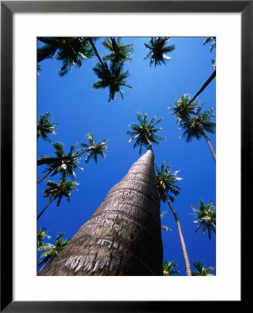 Kapuaiwa Coconut Grove, Kaunakakai, Molokai, Hawaii, Usa by Karl Lehmann Pricing Limited Edition Print image