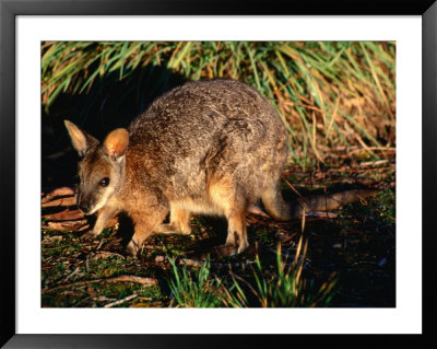 Tammar Wallaby (Macropus Eugenii), Flinders Chase National Park, Australia by Mitch Reardon Pricing Limited Edition Print image