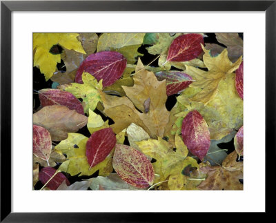 Leaf Pattern, Merced River, Yosemite National Park, California, Usa by Darrell Gulin Pricing Limited Edition Print image