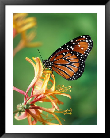 Queen Monarch Resting On Spiderflower, Woodland Park Zoo, Washington, Usa by Jamie & Judy Wild Pricing Limited Edition Print image