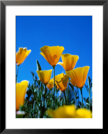 Poppies (Eschscholzia Californica), State Flower, Humboldt Bay, Usa by Lee Foster Pricing Limited Edition Print image