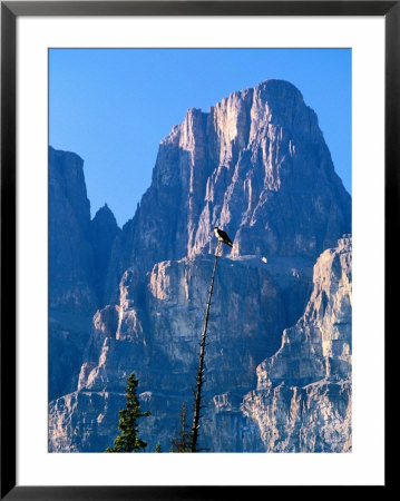 Perched Osprey (Pandion Haliaetus) And Castle Mountain, Banff National Park, Canada by David Tomlinson Pricing Limited Edition Print image