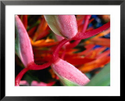 Exotic Flowers For Sale At Parap Outdoor Market, Darwin, Australia by Will Salter Pricing Limited Edition Print image