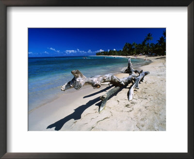 A Large Piece Of Driftwood On The Idyllic Tropical Beach At Las Terrenas,Dominican Republic by Alfredo Maiquez Pricing Limited Edition Print image