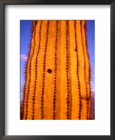 Detail Of Yellow Cactus, Saguaro National Park, Usa by Charlotte Hindle Pricing Limited Edition Print image