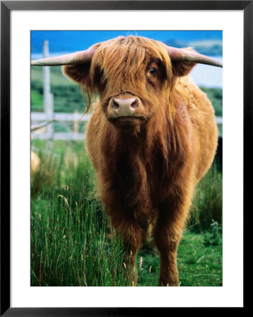 Highland Cow, Hope, United Kingdom by Mark Daffey Pricing Limited Edition Print image