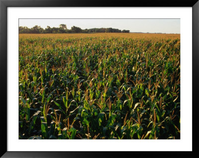 Field Of Corn Near Aberdeen, Aberdeen, Usa by Rick Gerharter Pricing Limited Edition Print image