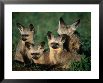 Bat-Eared Fox Pups (Octocyon Megalotis) In Their Den, Serengeti National Park, Tanzania by Ariadne Van Zandbergen Pricing Limited Edition Print image