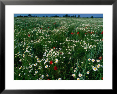 Field Of Wildlfowers, West Zealand, Denmark by Jon Davison Pricing Limited Edition Print image