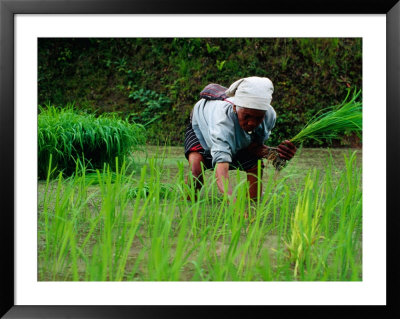 Ifugao Women Transplanting Rice, Banaue, Philippines by Richard I'anson Pricing Limited Edition Print image