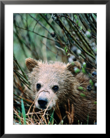 Grizzly Cub In Grass (Ursus Arctos), Denali National Park & Preserve, U.S.A. by Mark Newman Pricing Limited Edition Print image