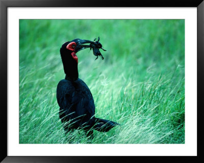 Ground Hornbill (F. Tockus) Eating Frog, Ngorongoro Conservation Area, Arusha, Tanzania by Mitch Reardon Pricing Limited Edition Print image