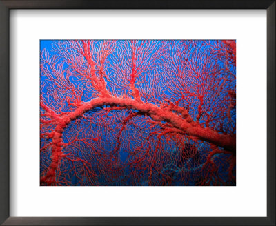 Gorgonian Sea Fan, Sabah, Malaysia by Michael Aw Pricing Limited Edition Print image