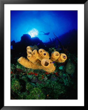 Yellow Tube And Red Sponges In Little Cayman, Bloody Bay Wall, West End Point, Cayman Islands by Michael Lawrence Pricing Limited Edition Print image