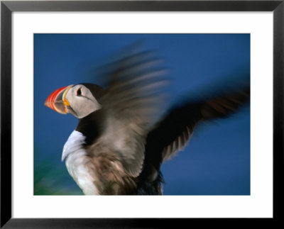 Puffin With Wings Flapping, Gossen, Nordland, Norway by Christian Aslund Pricing Limited Edition Print image
