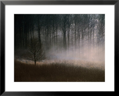 Forest Mist In Rural North West Sjaelland, Sjaelland Island, West Zealand, Denmark by Martin Llado Pricing Limited Edition Print image