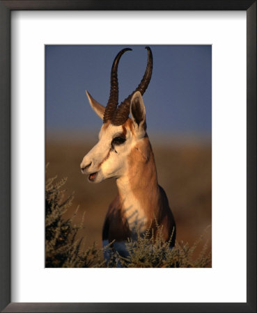 Springbok, Etosha National Park,Kunene, Namibia by Carol Polich Pricing Limited Edition Print image