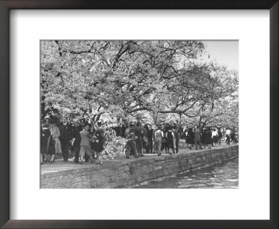 Crowds At The Cherry Blossom Festival by Thomas D. Mcavoy Pricing Limited Edition Print image