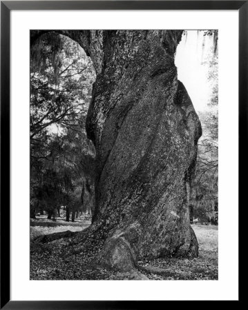 Sculptural Trunk Of A Very Large Oak Tree by Alfred Eisenstaedt Pricing Limited Edition Print image