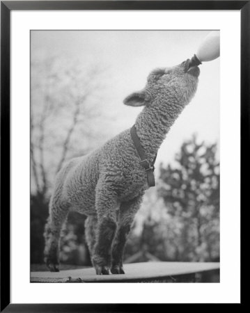 Sheep Drinking From A Bottle by Wallace Kirkland Pricing Limited Edition Print image