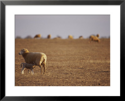 A Lamb Suckling In A Drought Stricken Field by Jason Edwards Pricing Limited Edition Print image