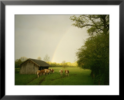 Cattle Gather Outside A Run-In Barn In A Lush Pasture by Peter Carsten Pricing Limited Edition Print image