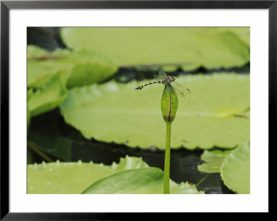 A Dragonfly Balances Delicately On Lily Flower Bud by Nicole Duplaix Pricing Limited Edition Print image