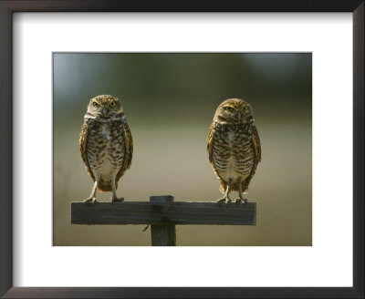 Pair Of Burrowing Owls Perch On A Post by Klaus Nigge Pricing Limited Edition Print image