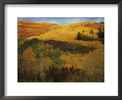 Autumn View Of Aspens, Oaks, And Evergreens by Dick Durrance Pricing Limited Edition Print image