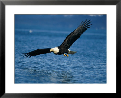American Bald Eagle by Paul Nicklen Pricing Limited Edition Print image