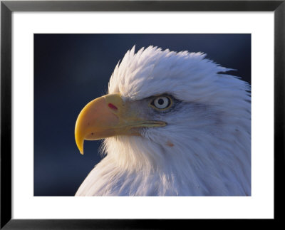 A Portrait Of A Bald Eagle by Norbert Rosing Pricing Limited Edition Print image