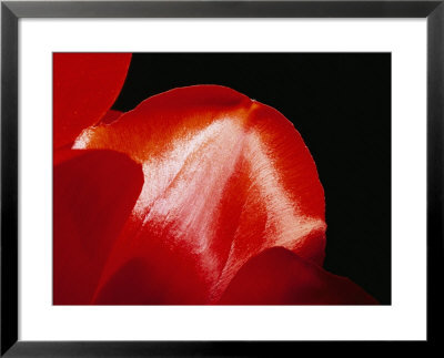Sunlight Shines On Red Tulip Petals by Brian Gordon Green Pricing Limited Edition Print image