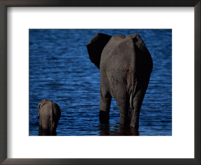 African Elephant With Its Young Wading In The Water by Beverly Joubert Pricing Limited Edition Print image