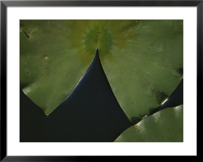 A Close View Of A Lotus Pad by Raul Touzon Pricing Limited Edition Print image